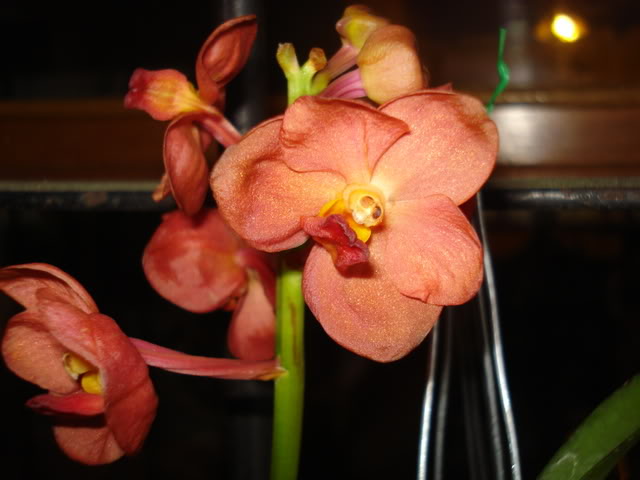 nuevasorquis019.jpg