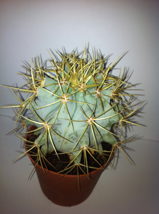 Nuevo-cactus1.JPG