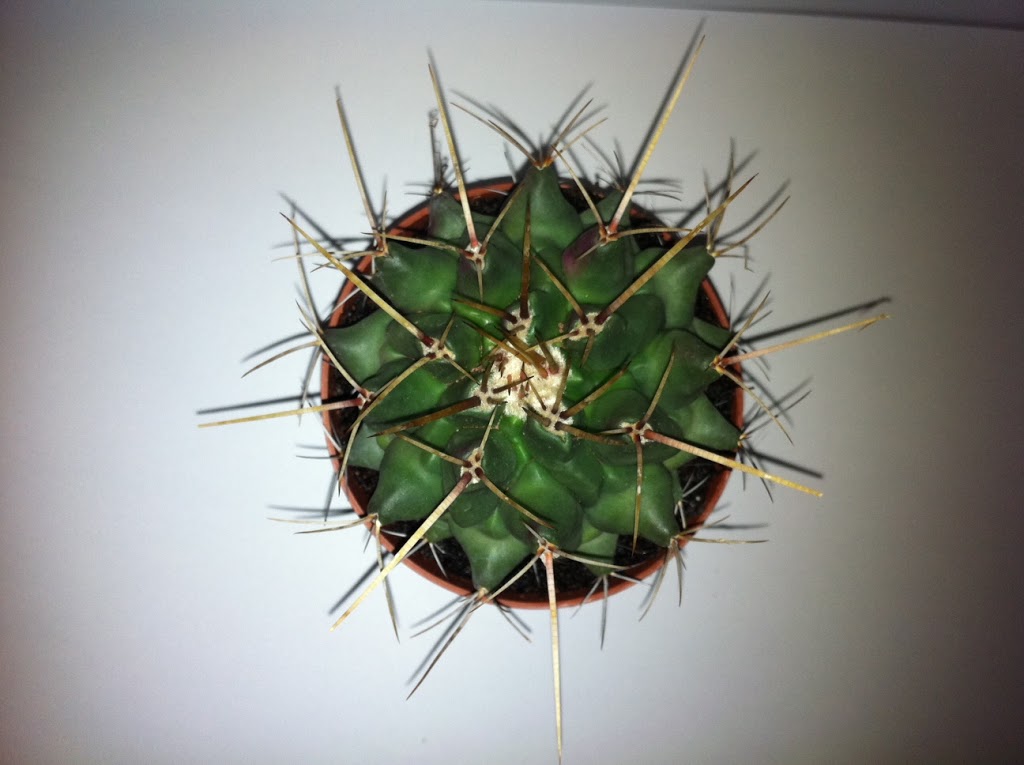 nuevo-cactus2.1.JPG
