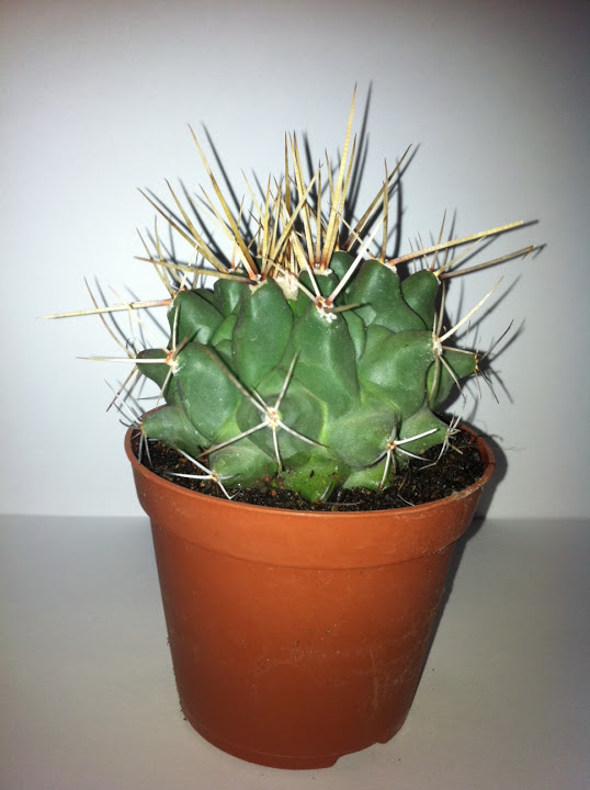 Nuevo-cactus2.JPG