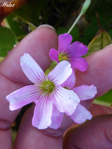 nuevo+oxalis.jpg