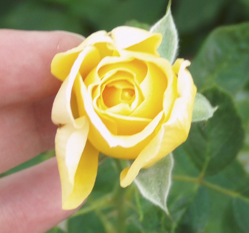 nuevocapulloamarillo1.jpg