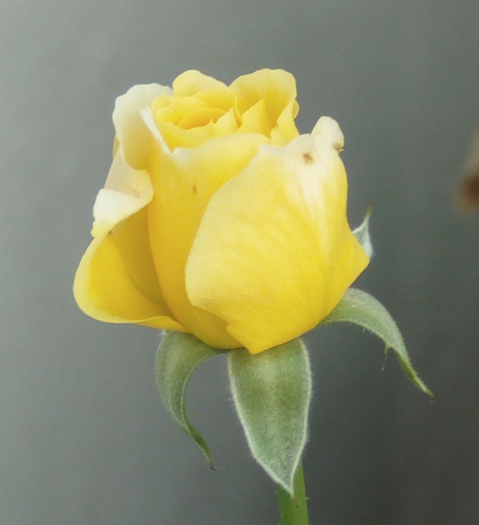 nuevocapulloamarillo2.jpg