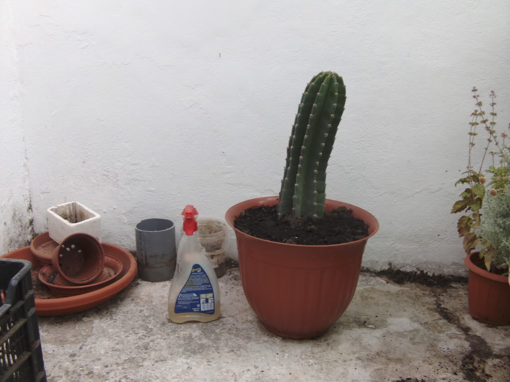 NuevoCarmen1.jpg