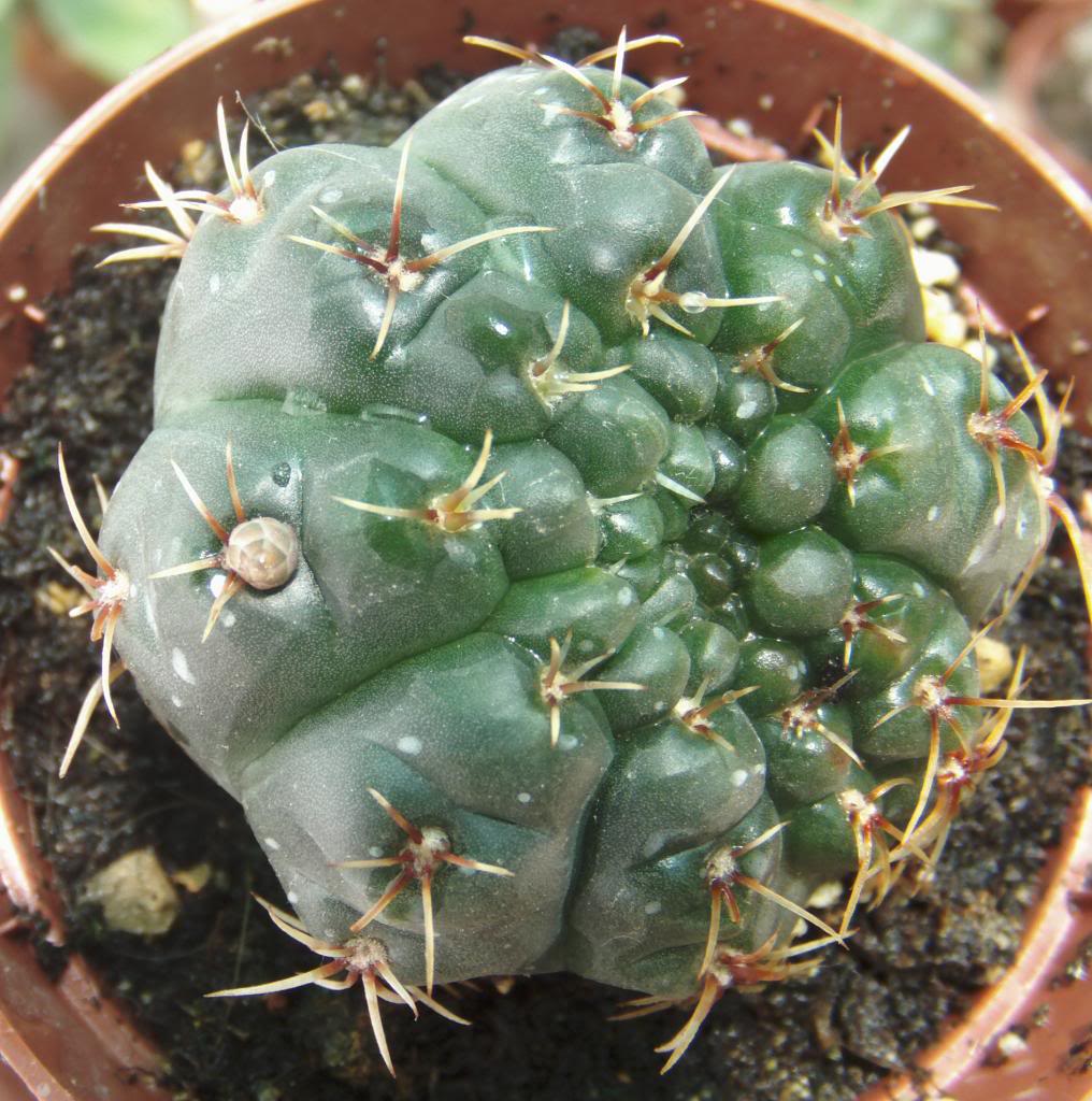 nuevogymnocapullo_zps7fecb771.jpg