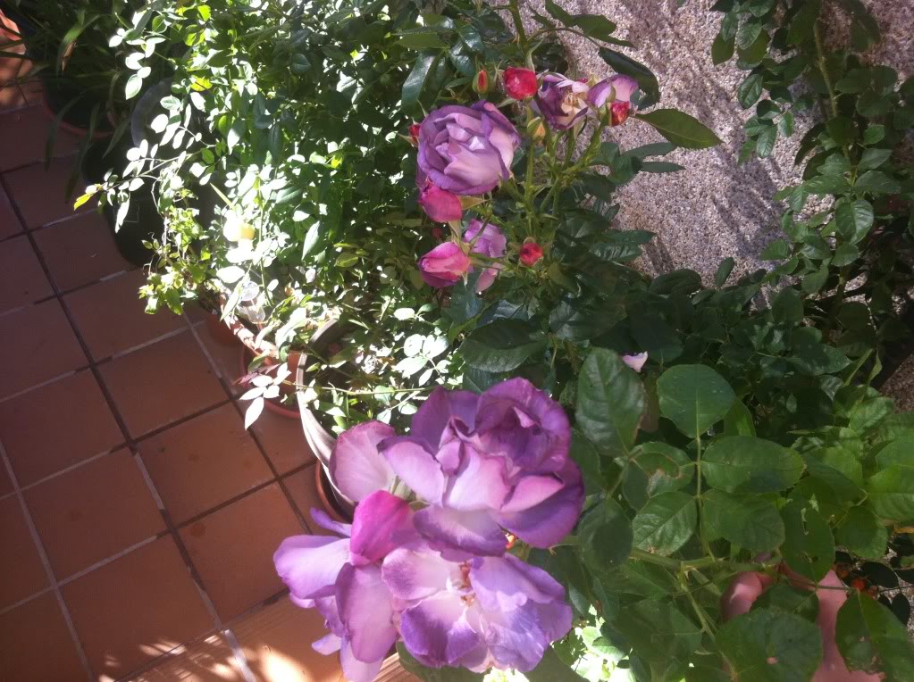 null_zps80151d38.jpg