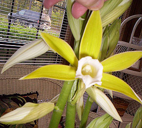 nuns-orchid-bloom-1.jpg