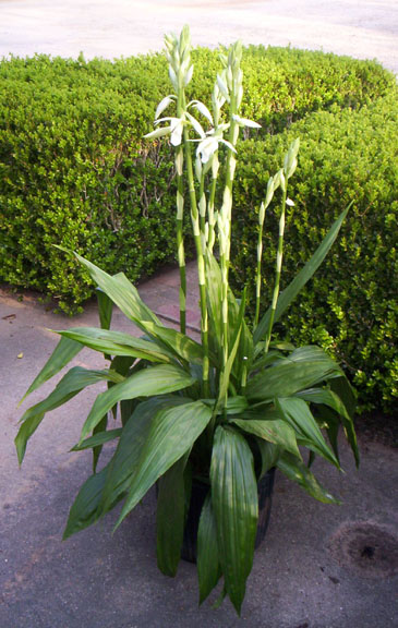 nuns-orchid.jpg