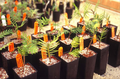 Nursery+Wollemi+seedlings.jpg