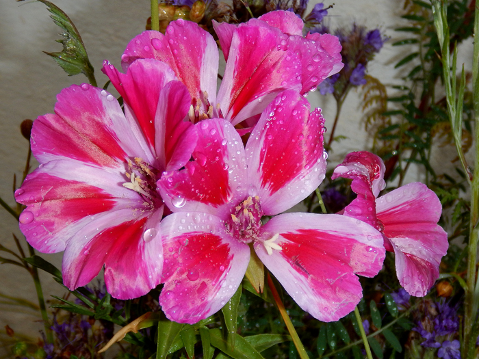 nw_clarkia_amo_2016_01.jpg