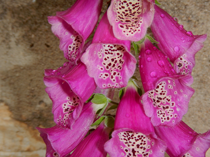 nw_digitalis_pur_2016_01.jpg