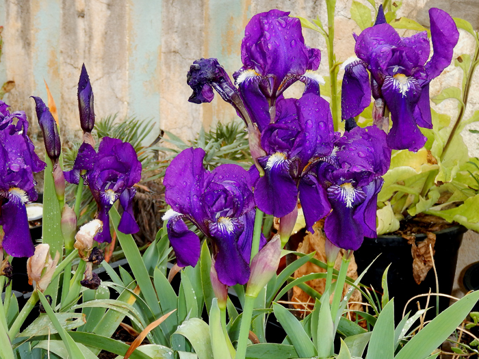 nw_iris_ger_2016_01.jpg