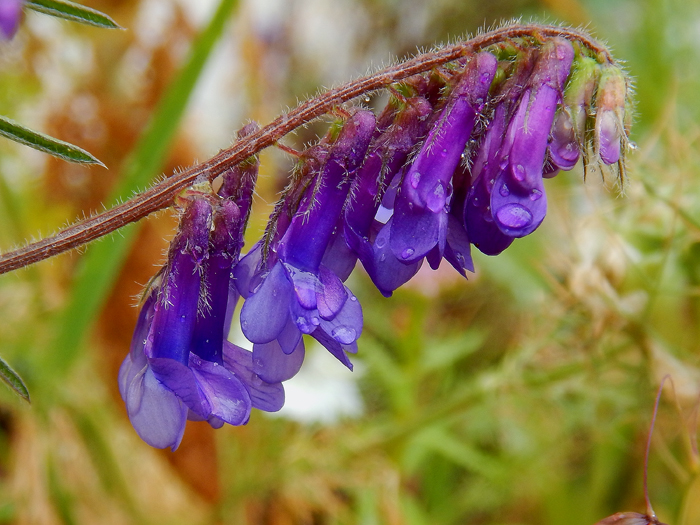 nw_vicia_vil_2016_01.jpg