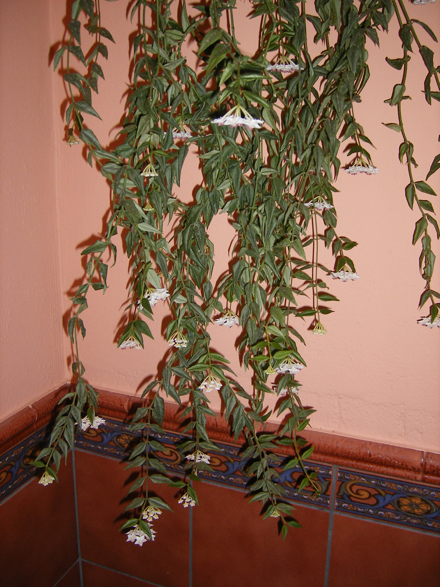 nwqDSCF000921Ia.jpg