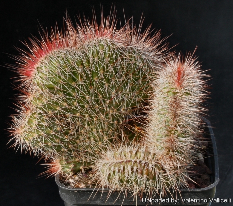 Nyctocereus_serpentinus_f._cristata_6761_l.jpg