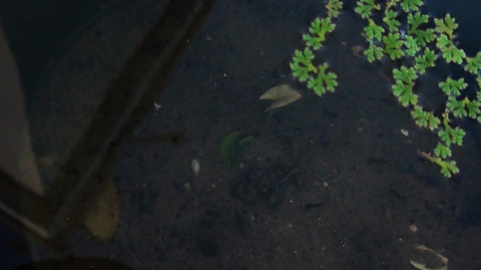 nymphaea+mexicana.jpg