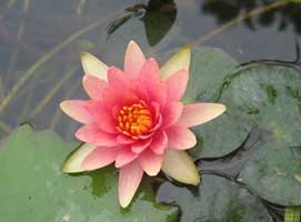 nymphaea-nenufar.jpg