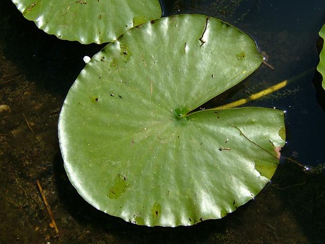nymphaea_alba_white_water_lily_leaf_27-05-05.jpg