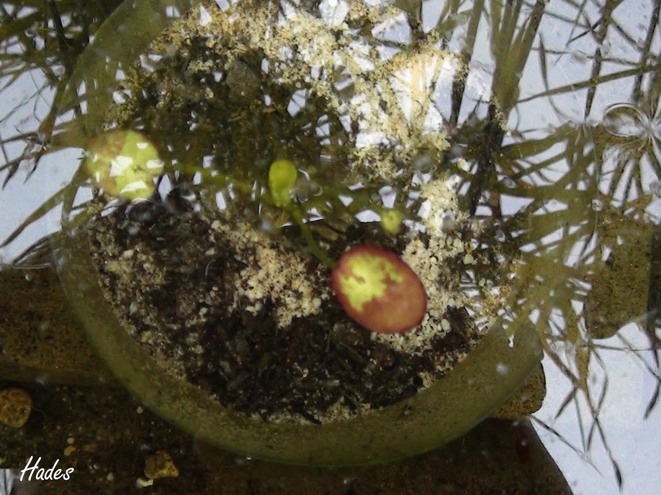 Nymphoides.jpg