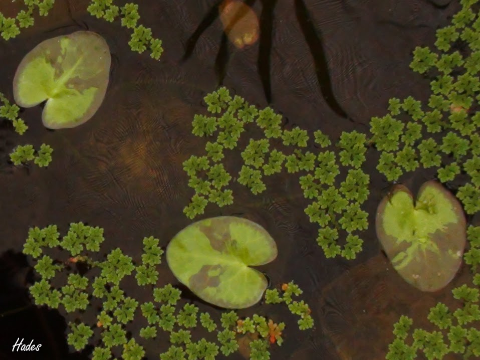 nymphoides.jpg