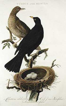 nz_turdus_merula.jpg
