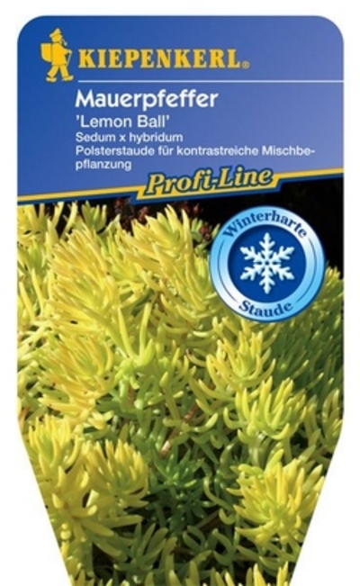 nzen-im-web-de-Sedum-x-hybridum-Mauerpfeffer-Lemon-Ball-Profi-Line-Pflanzen--image_galerie_gross.jpg