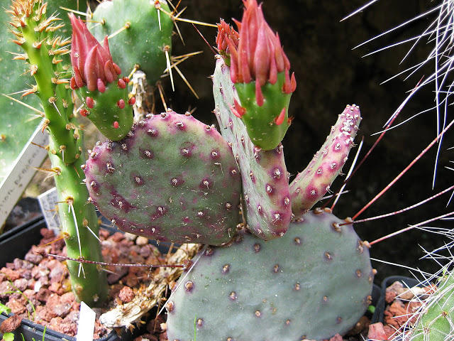 O.%252520macrocentra.JPG