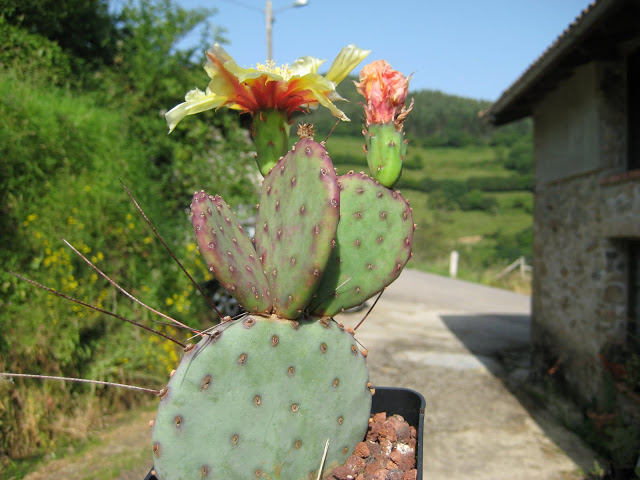 O.%252520macrocentra.JPG