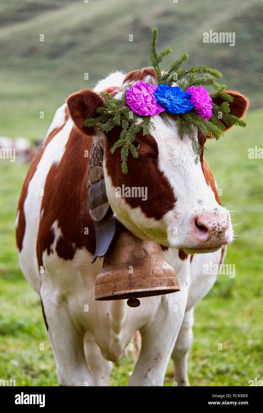 o-con-flores-y-enorme-campana-ceremonia-desalpes-vacas-regresando-de-altos-pastos-para-el-fckrek.jpg