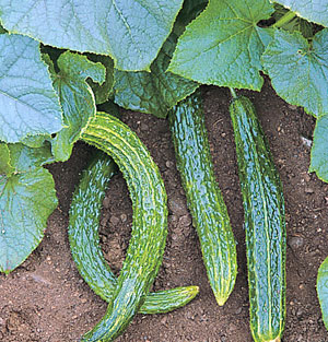 o-cucumbersuyo.jpg