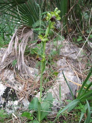 o.fusca.jpg