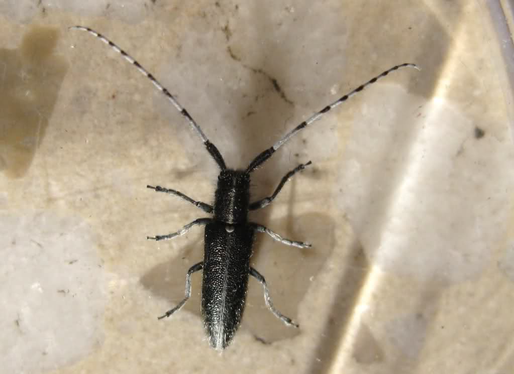 o5e177.jpg