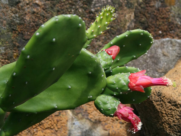 o_cochenillifera_c_600.jpg