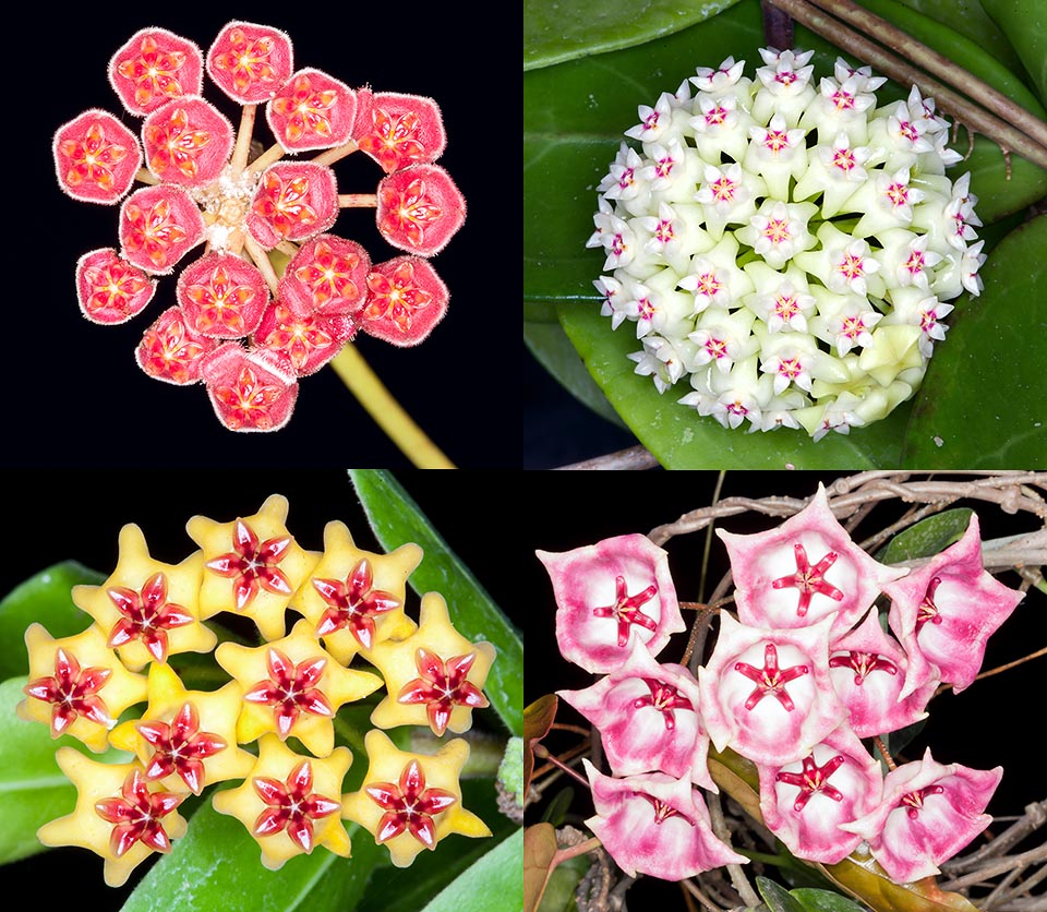 o_il_senso_orario_Hoya_pubifera_Hoya_acuta_Hoya_cumingiana_ed_Hoya_archboldiana_c_Giuseppe_Mazza.jpg