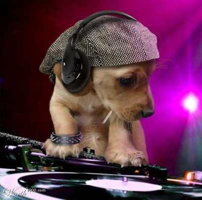 oa1tb_discoteca-para-perros-400.jpg