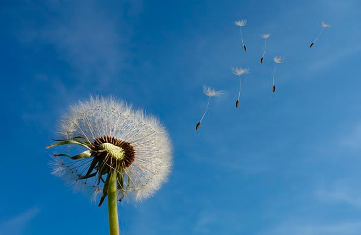 oads%2f2017%2f01%2fpautas-crear-disenos-inspirados-en-la-naturaleza-pensar-naturaleza-movimiento.jpg