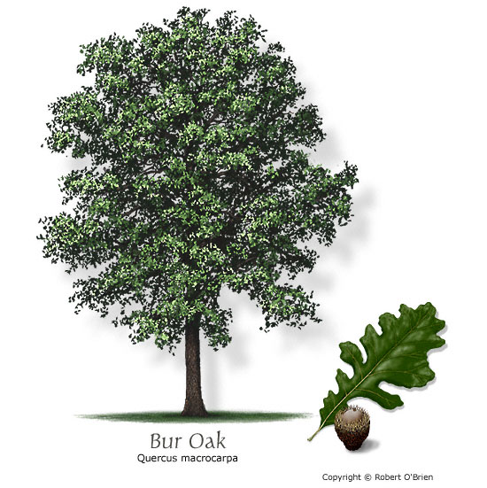 oak_bur.jpg
