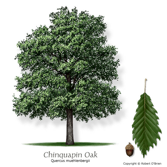 oak_chinkapin.jpg