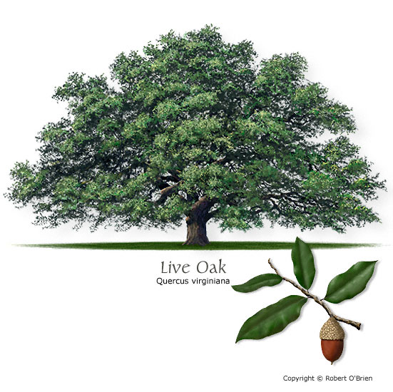 oak_live.jpg