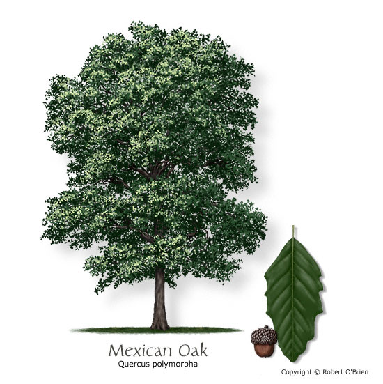 oak_mexican.jpg