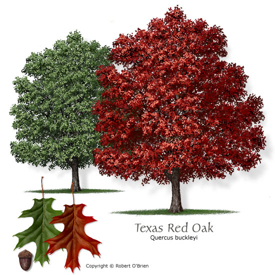oak_texas_red.jpg