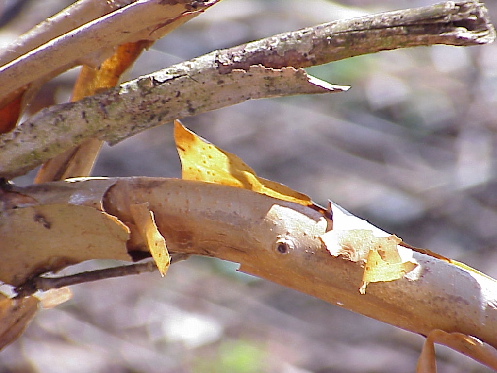 oakleafhydrangeabarkX.JPG