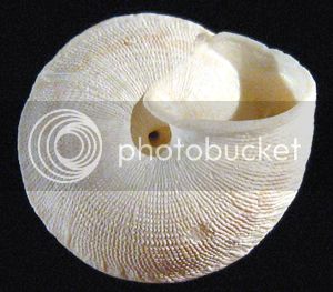 ObelusDiscgr1Fo3_zps9d0cd973.jpg