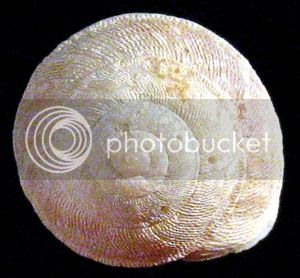 ObelusDiscgr2Fo2_zps4ba7903a.jpg