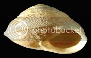 ObelusDiscgr3Fo1_zps104097e6.jpg