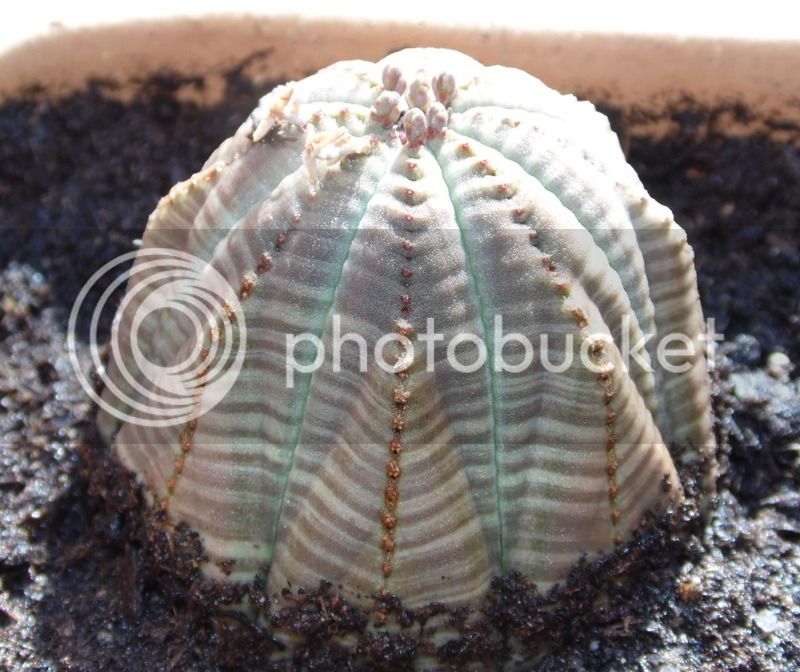 obesa1_zpslhw9mden.jpg