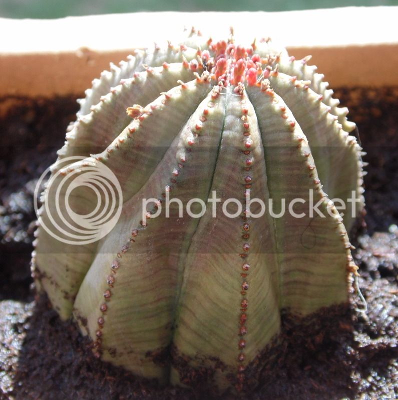 obesa3_zpsnrhi8kxp.jpg