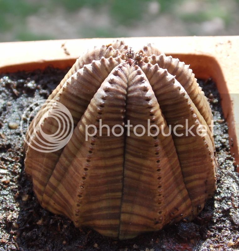 obesa5_zpsm04ki1rs.jpg
