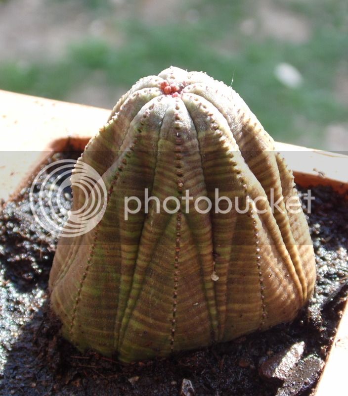 obesa6_zpsubn88pvu.jpg