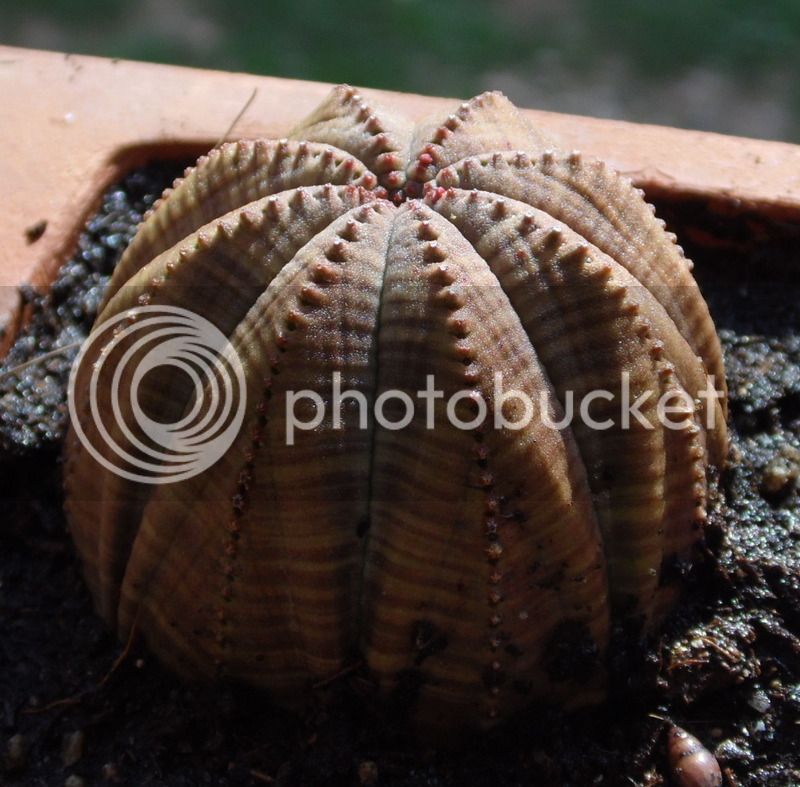obesa8_zps4j8rwrup.jpg